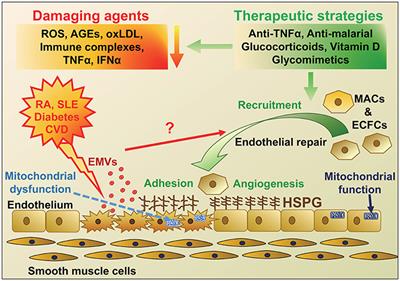 Endothelial Progenitor Cells: New Targets for Therapeutics for Inflammatory Conditions With High Cardiovascular Risk